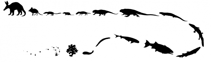Evolution of the Aardvark